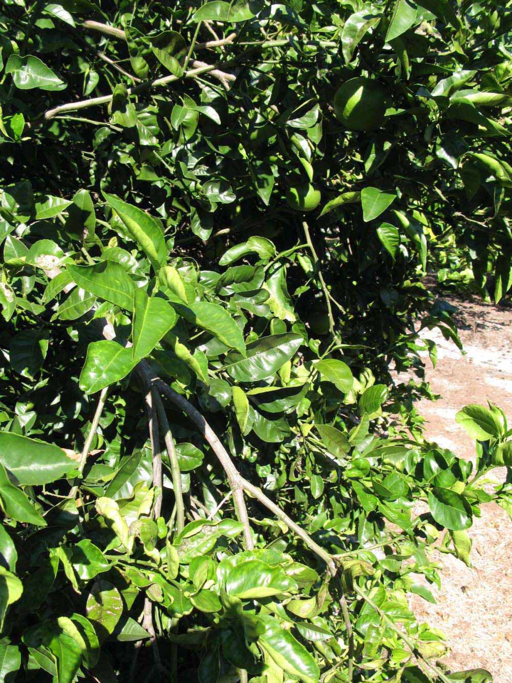              Sun leaves (Winter Haven, FL)       